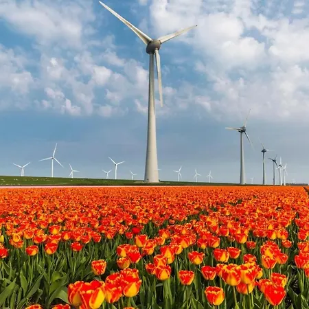 Tiny House Tulp * Oudesluis (North Holland)